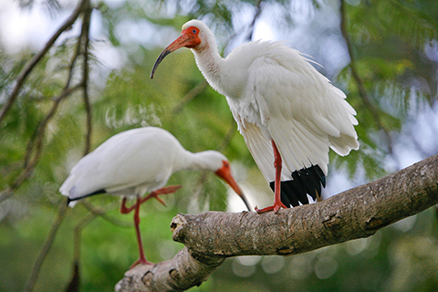 Two Ibises perched in a tree at the University of Miami Coral Gables Campus.