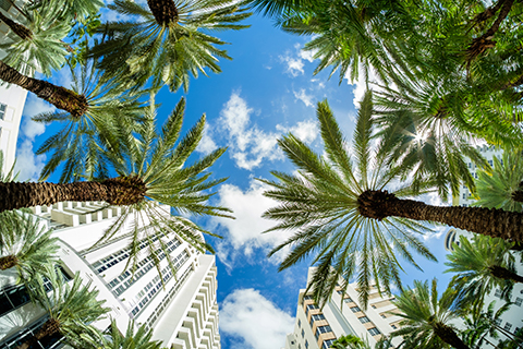 A stock photo of palm trees in Brickell Key, Miami, Florida.
